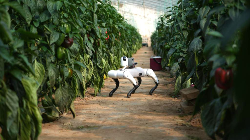 春日经济新图景丨最生动的，是田野上这一幅幅“科技春耕”图！
