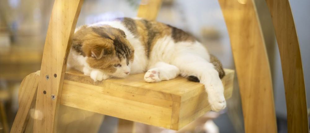 “它经济”火热 上市公司全链条“争宠”