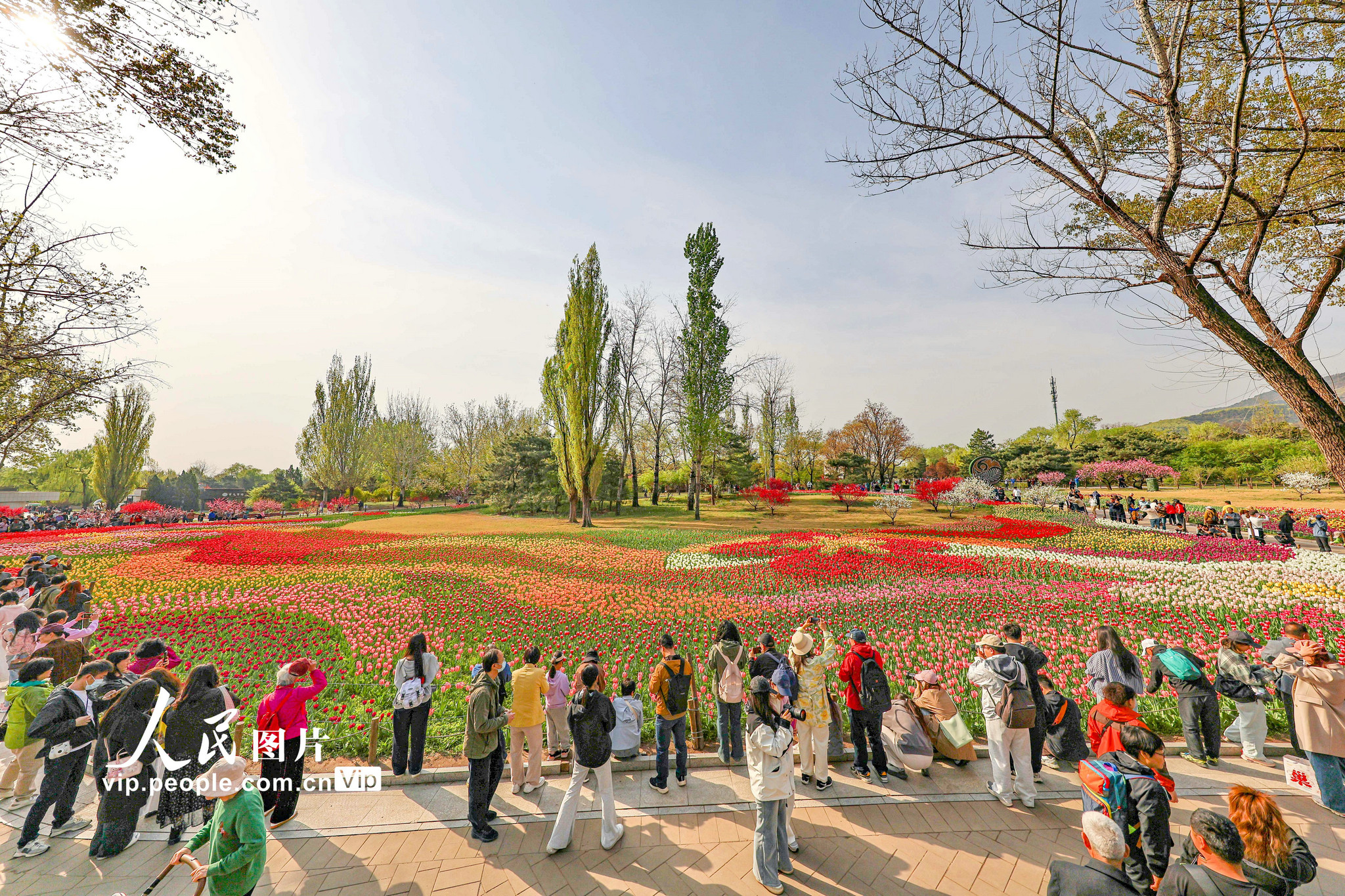 2026年4月12日，北京，国家植物园内的郁金香绽放，园内游人如织。刘宪国摄（人民图片网）