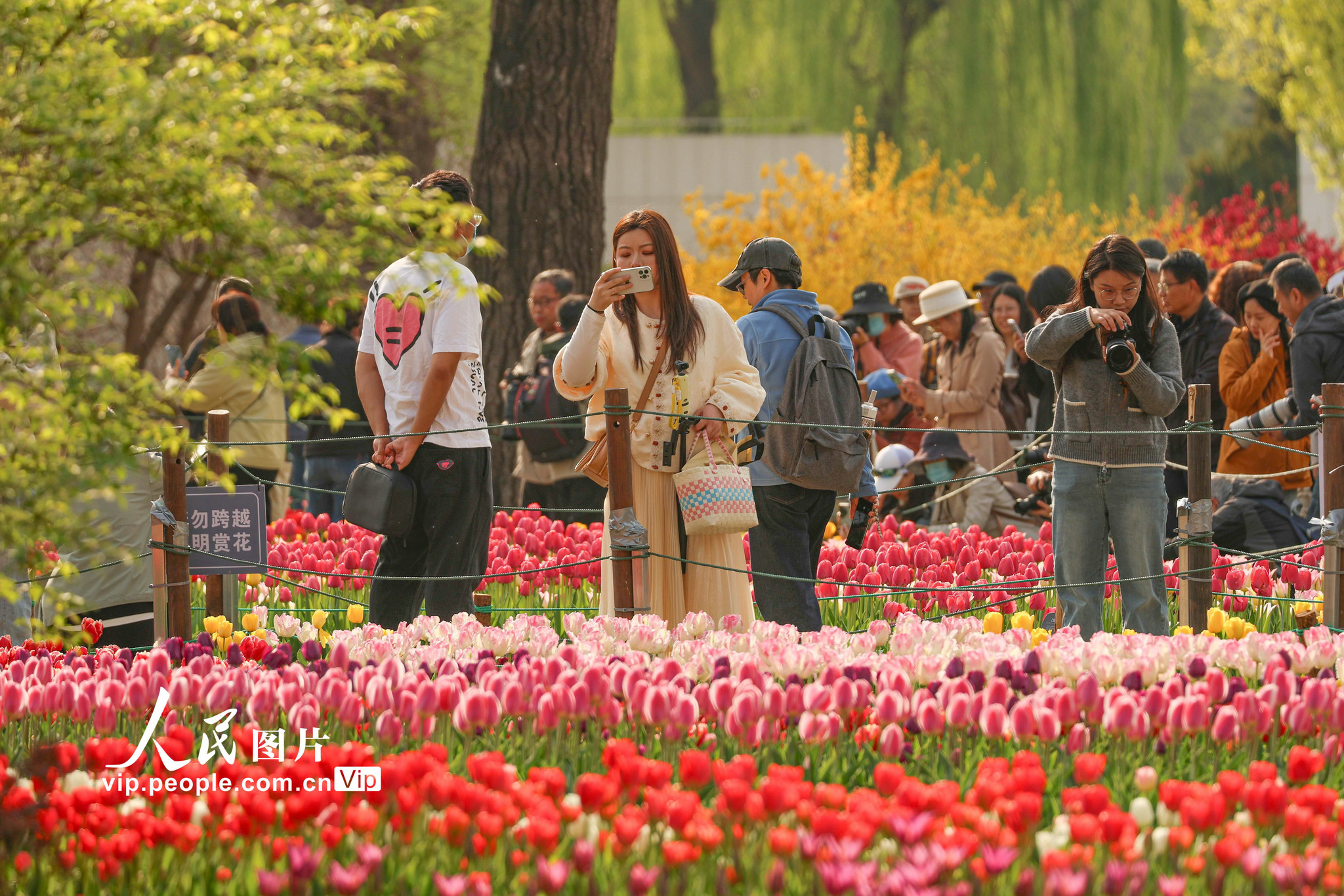 2026年4月12日，北京，国家植物园内的郁金香绽放，园内游人如织。刘宪国摄（人民图片网）