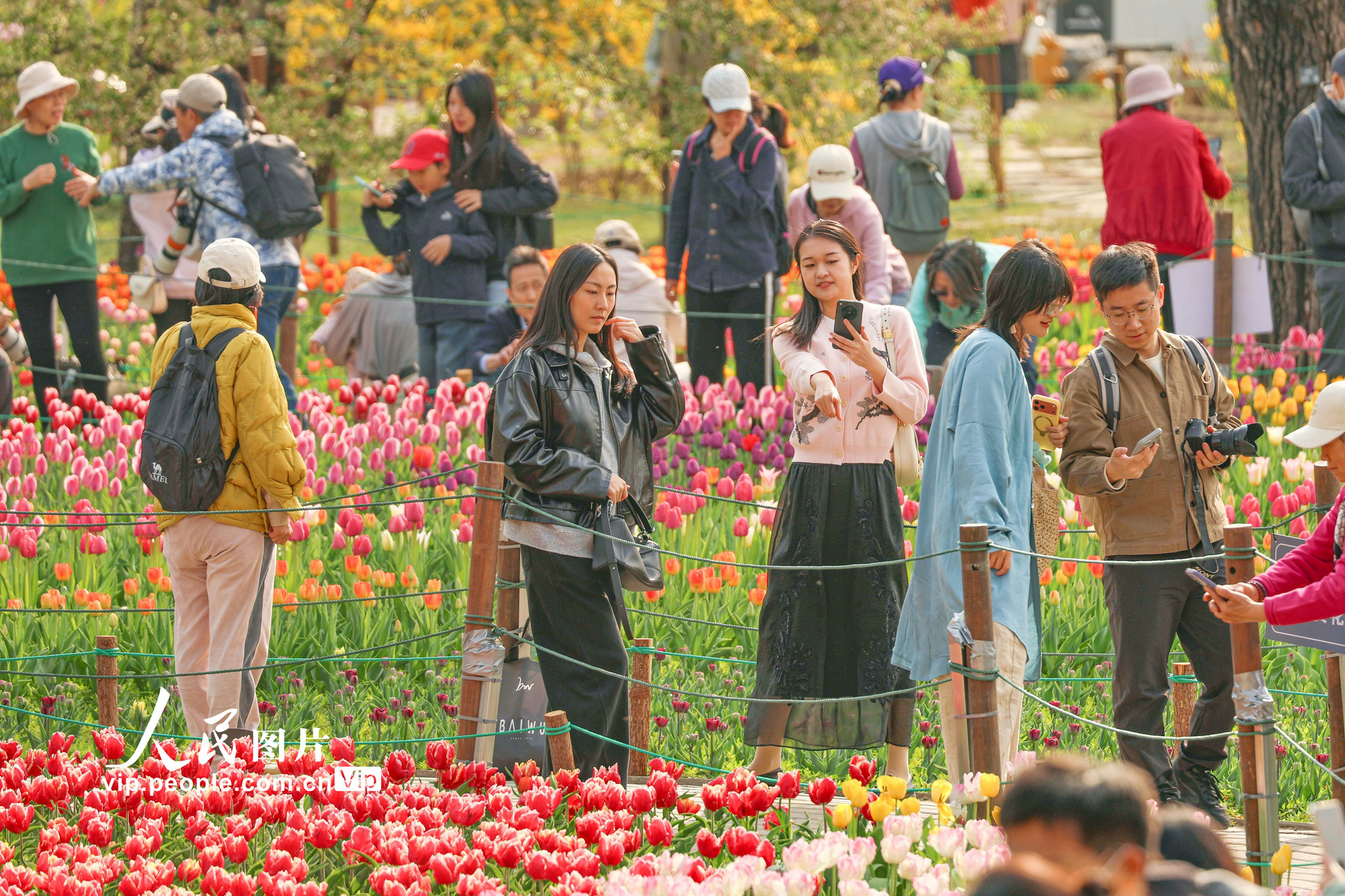 2026年4月12日，北京，国家植物园内的郁金香绽放，园内游人如织。刘宪国摄（人民图片网）