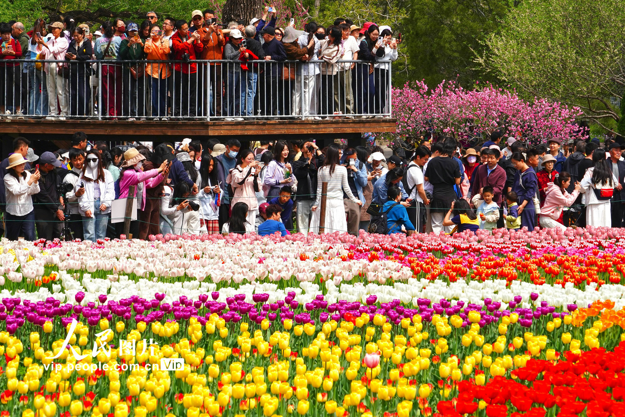 2026年4月12日，北京，国家植物园内的郁金香绽放，园内游人如织。宋家儒摄（人民图片网）