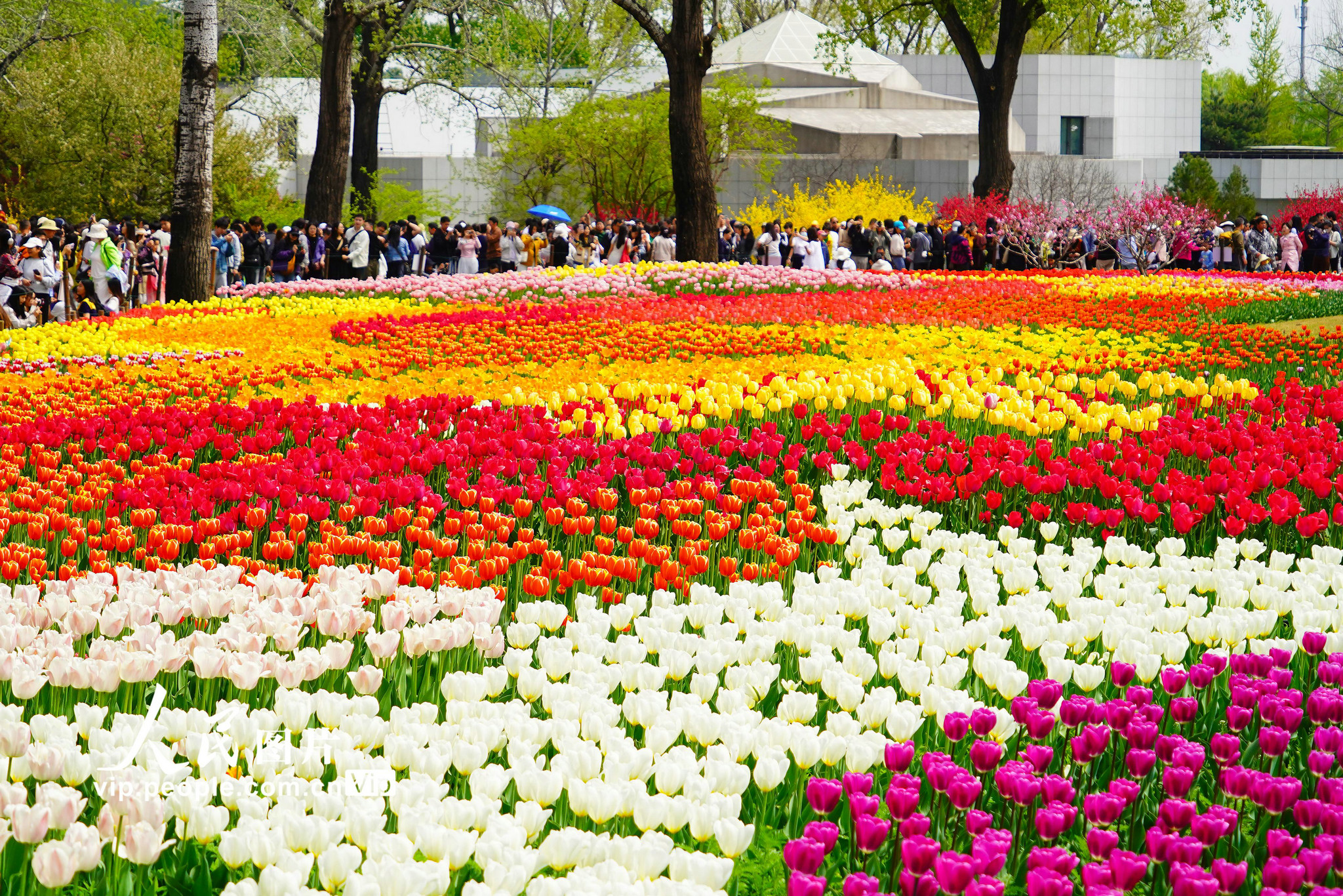 2026年4月12日，北京，国家植物园内的郁金香盛开，吸引不少游客前来打卡。各色郁金香亭亭玉立、绚烂夺目，将大地晕染成一幅锦绣画卷，充满了春天蓬勃的生机。宋家儒摄（人民图片网）