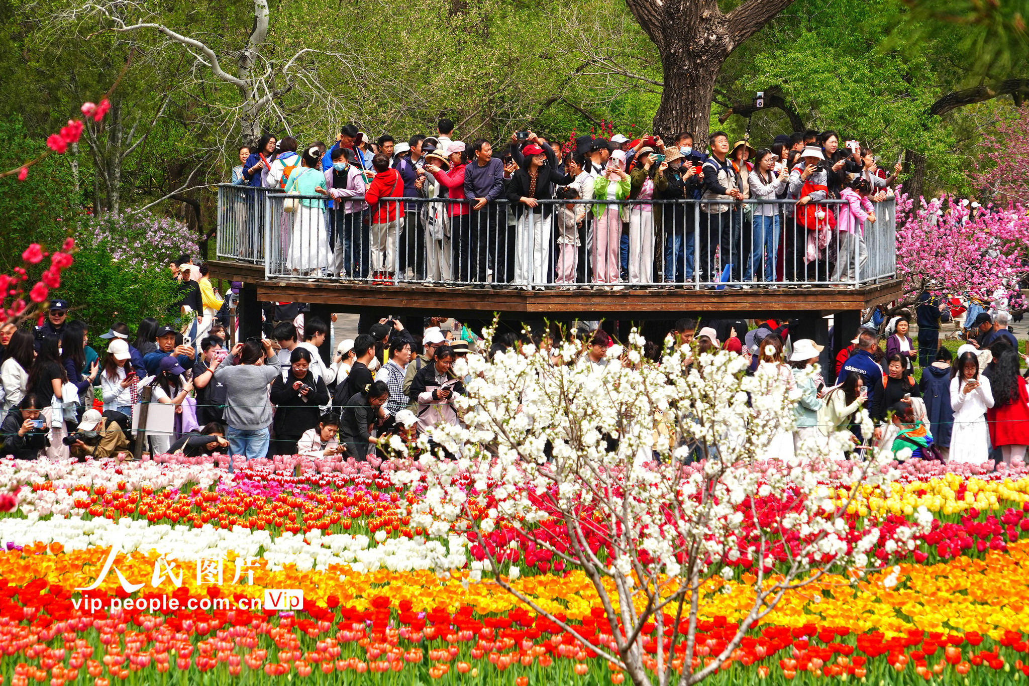 2026年4月12日，北京，国家植物园内的郁金香绽放，园内游人如织。宋家儒摄（人民图片网）
