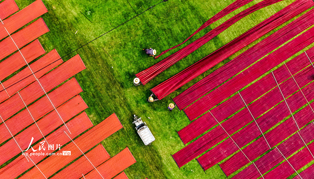 广西梧州：晾晒香云纱