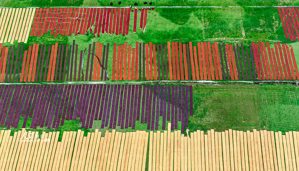 广西梧州：晾晒香云纱【6】