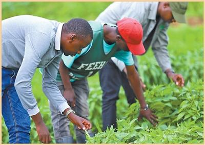 历史情谊的延续现实发展的必然