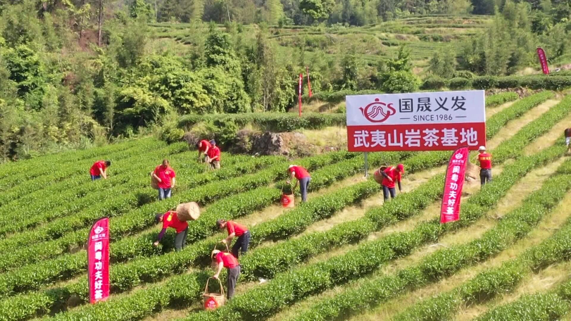国晟义发武夷山岩茶基地.jpg