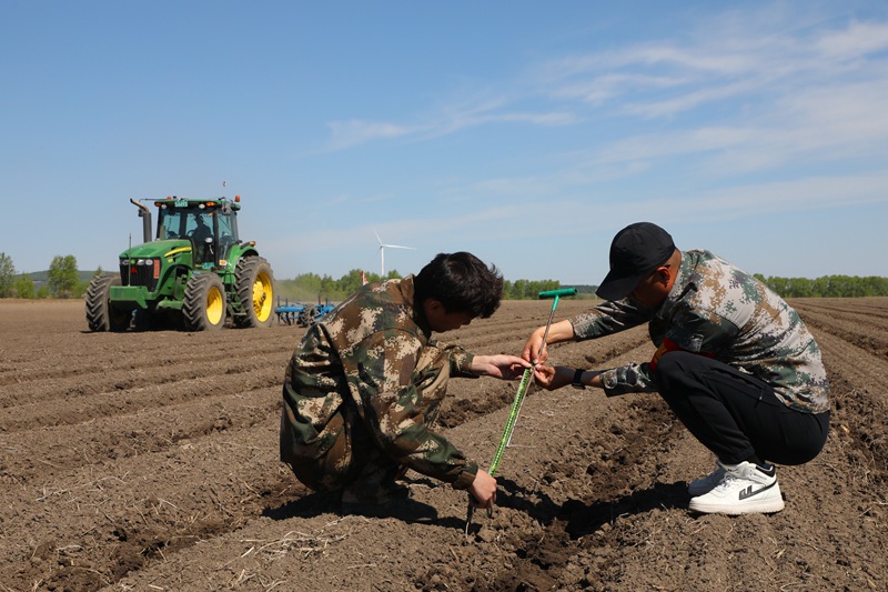 锦河农场有限公司农技人员检查深松放寒作业质量 王洪玲摄.jpg