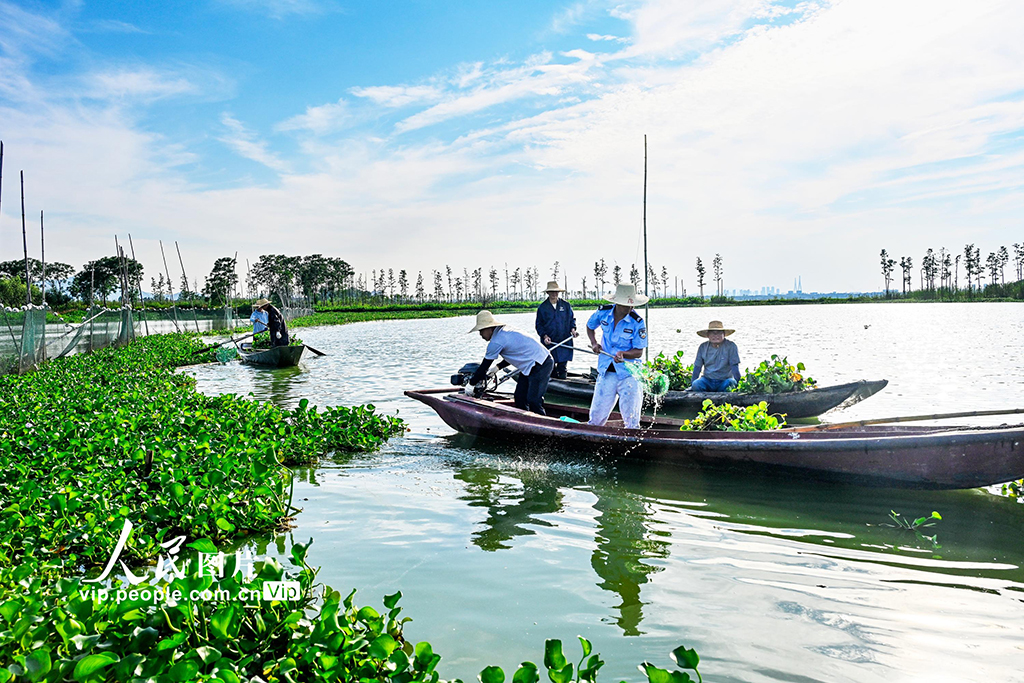 湖北浠水：策湖清漂护碧水