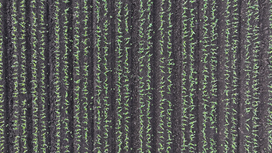 1781159966451045.jpg 4.JPG