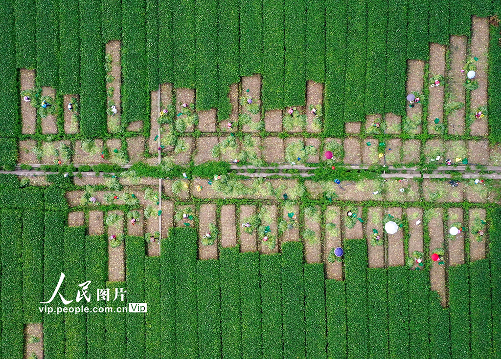浙江温岭：采摘毛豆【2】