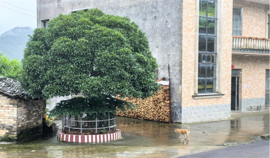 2、摆放整齐的带篱笆庭院.jpg