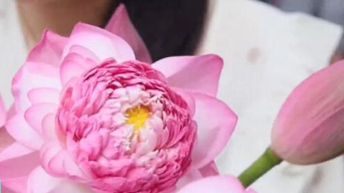 出摊10分钟，抢购一空！为“荷”这么火？