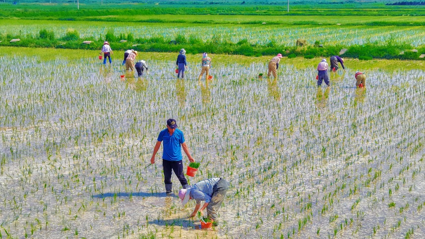 山西万荣：黄河滩涂插秧忙