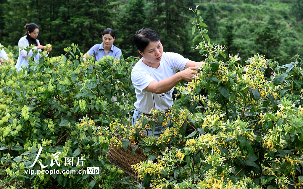 湖南洞口：采摘金银花