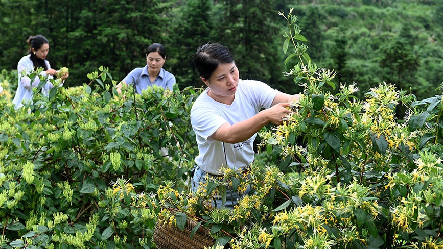 湖南洞口：采摘金银花