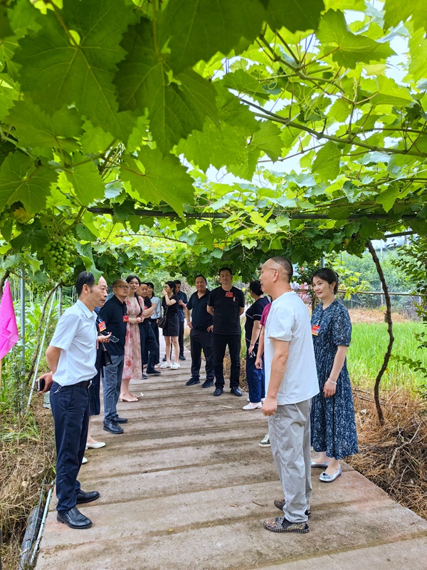 1782893312561228.jpg 代表们参观特色葡萄园.jpg