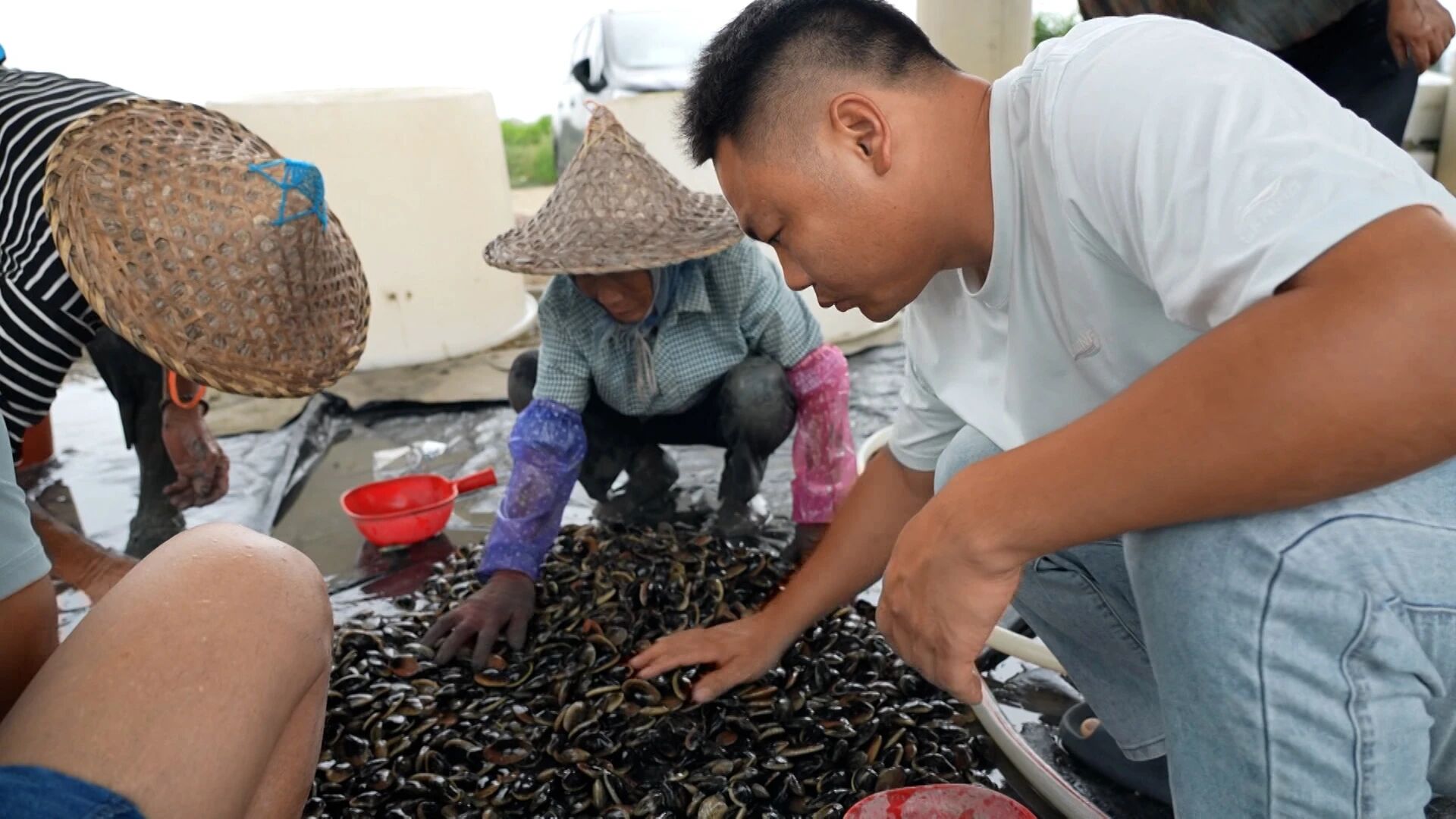 养殖户和工人们正在筛选成品花蛤.jpg