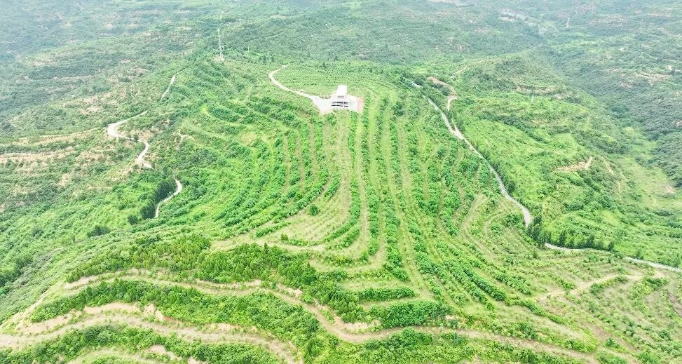 黄河岸边的巴旦木种植基地绿意盎然_副本.jpg