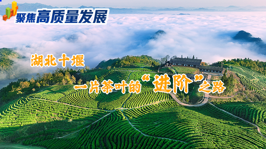 聚焦高质量发展丨湖北十堰：一片茶叶的“进阶”之路