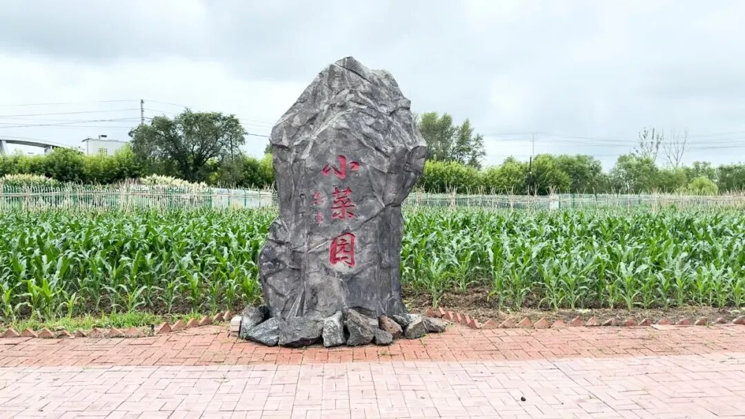 1784099399483751.jpg 东丰村小菜园园区(闫瑜婧 摄).jpg