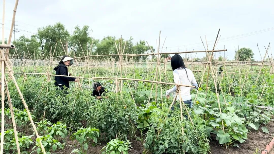1784099405313008.jpg 市民现场采摘(闫瑜婧 摄).jpg