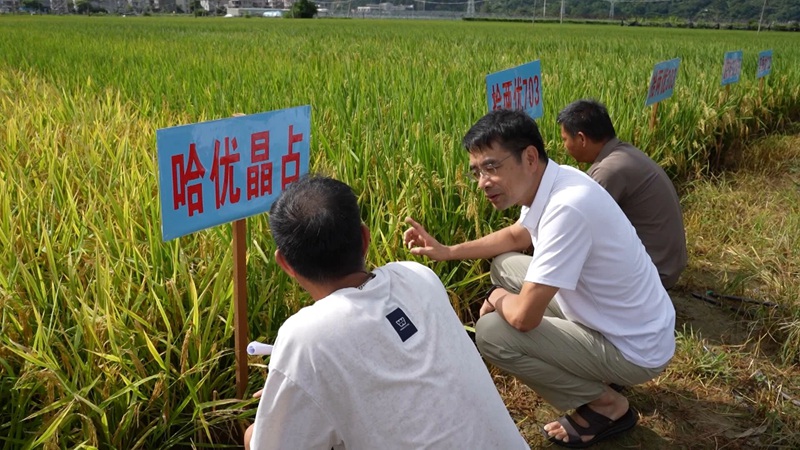 1784184094815149.jpg 来自全县的农技骨干和种粮大户齐聚一堂,实地观摩优质稻新品种及水稻高产高效栽培模式。.jpg