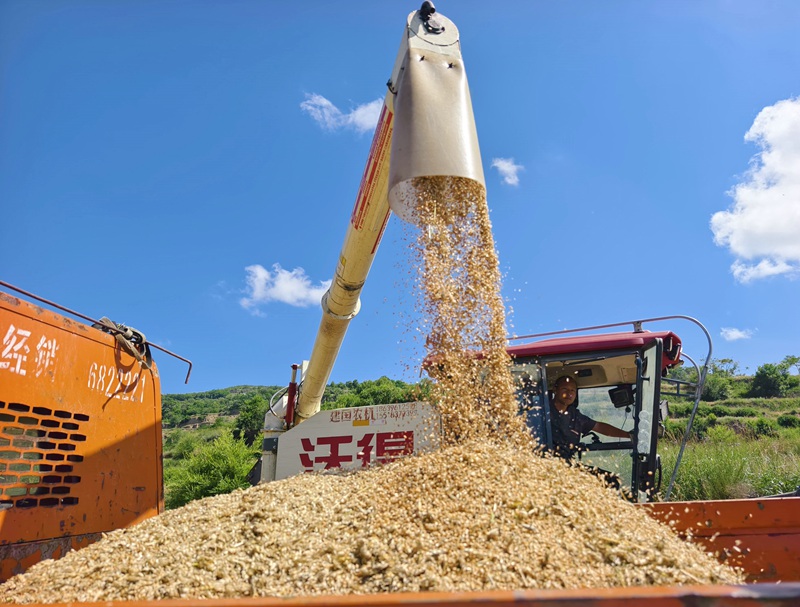 小麦收割现场颗粒归仓.jpg