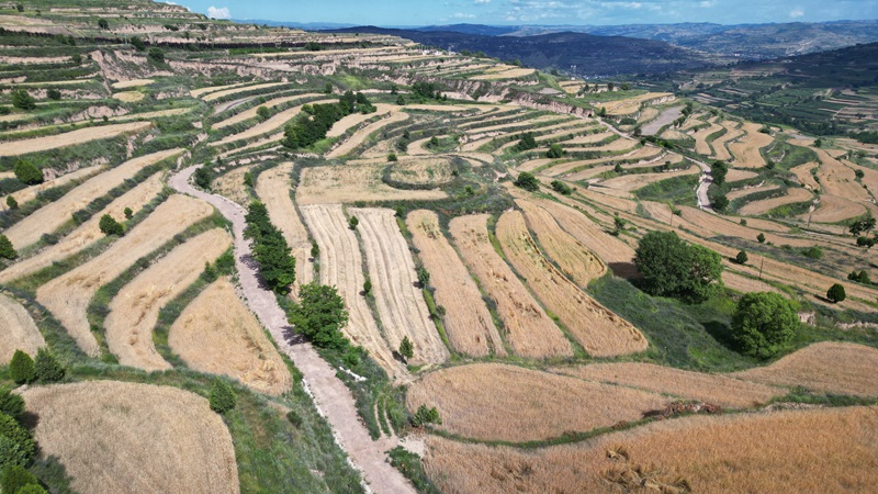 小麦良种繁育基地麦田金黄.jpg