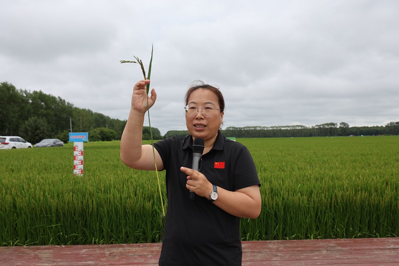 1785316486904869.jpg 授课中,李德萍重点讲解了预防稻瘟病、稻飞虱等水稻虫害的防治办法, (2).jpg