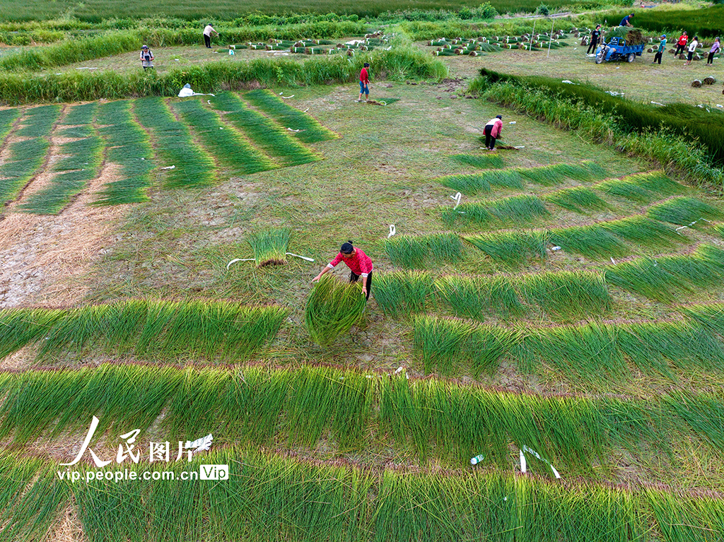 江西金溪：灯芯草特色产业赋能乡村振兴【4】