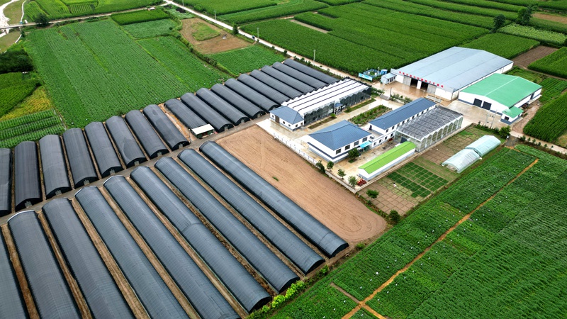 张家川镇脱毒种薯基地.jpg