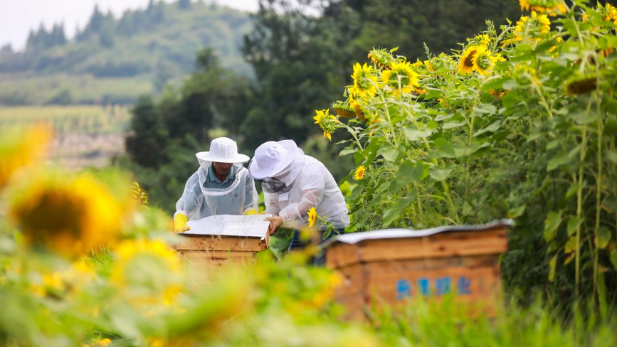 贵州黔西：种花养蜂助农增收