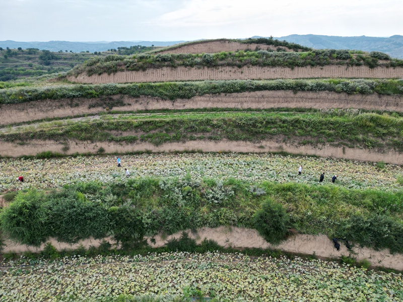 1787728405875174.jpg 群众在永宁镇西葫芦种植基地除草.JPG