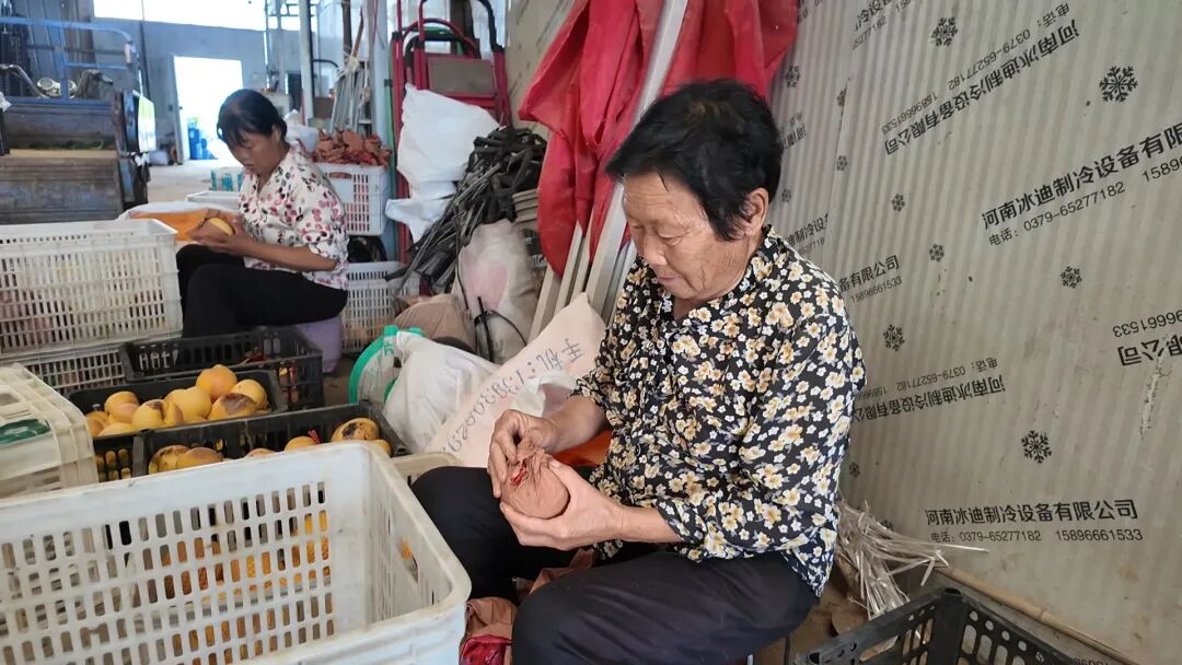 工人分拣、装箱黄桃.png