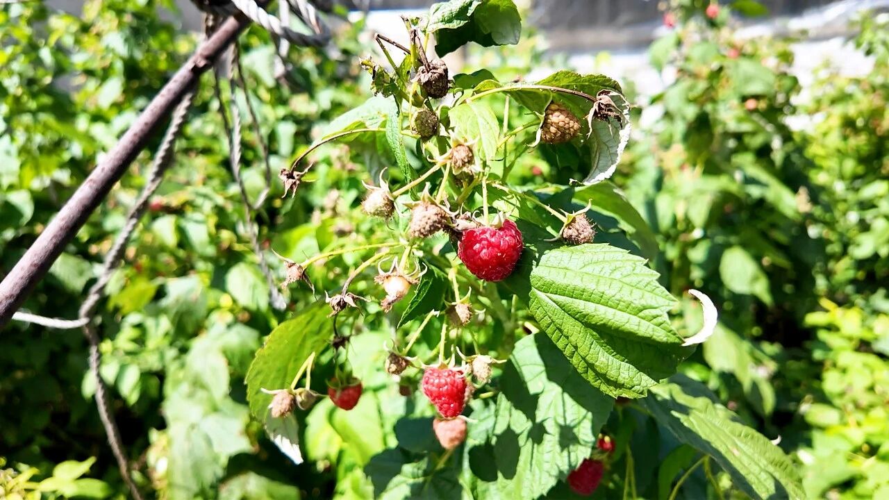 1788937517751432.jpg 种植基地生产的红树莓(纪艾彤 摄).jpg