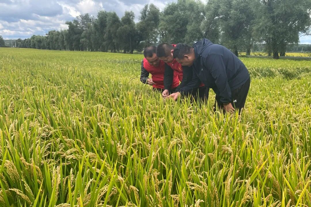 1789370429100959.jpg 柳河农场水稻种植基地.jpg