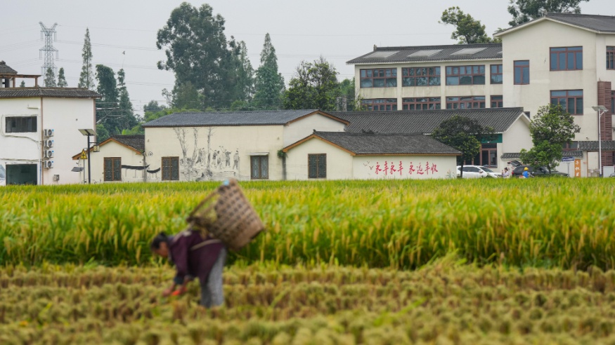永丰村迎秋粮收获