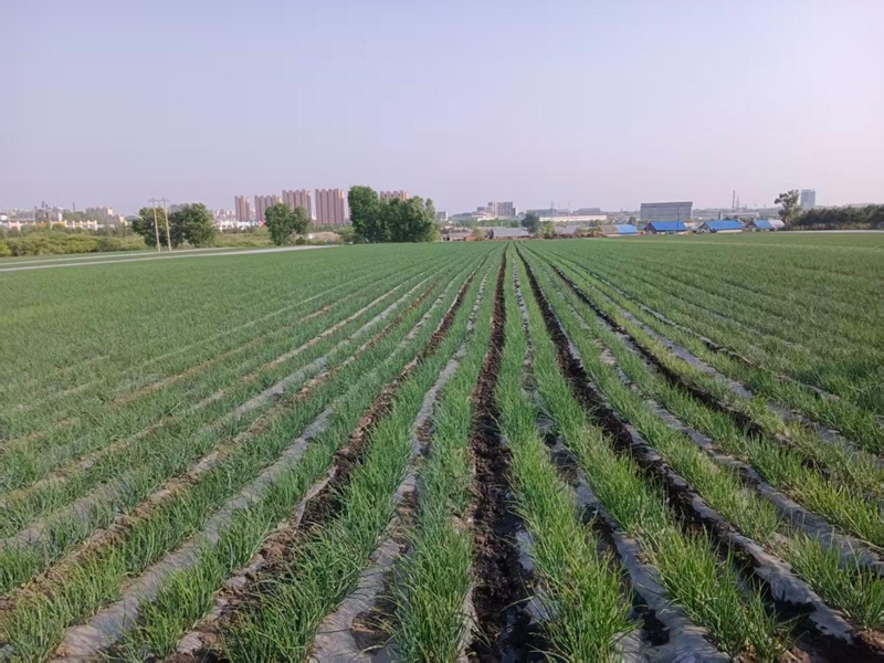 1789701401294527.jpg 北安市城郊乡工农村种植的毛葱(于祥国 摄)_副本.jpg