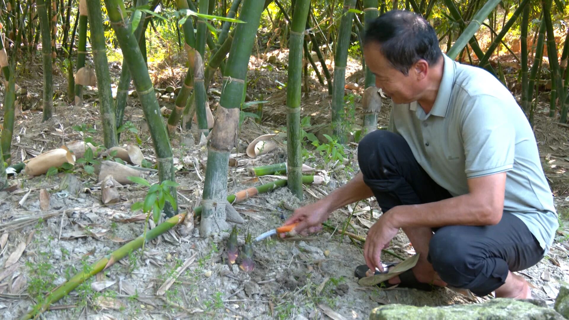 工作人员深入林间种植地块挑选抽检样品.jpg
