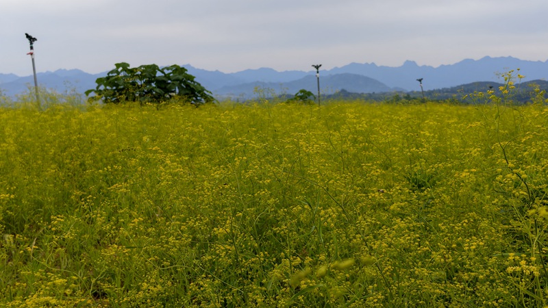 1790066728187811.jpg 何村柴胡基地 赵明辰摄.jpg
