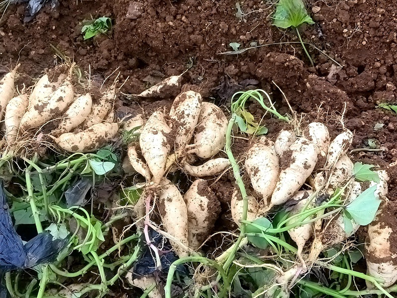 1790066754427334.jpg 人参牛奶小白薯 嵩宣.jpg