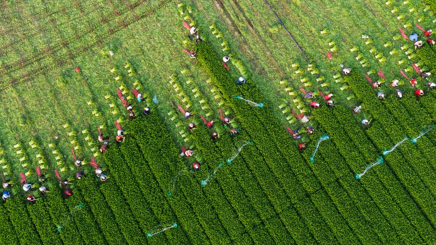 山东广饶：收获芹菜