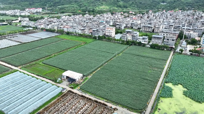 东厦镇荷中村波波农场的60亩秋葵田.jpg