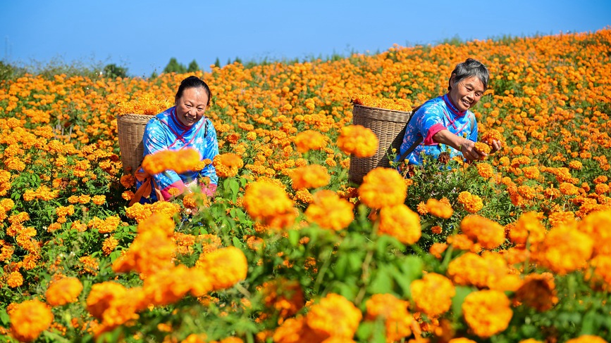 四川德阳：菊香引客来 田间采摘忙